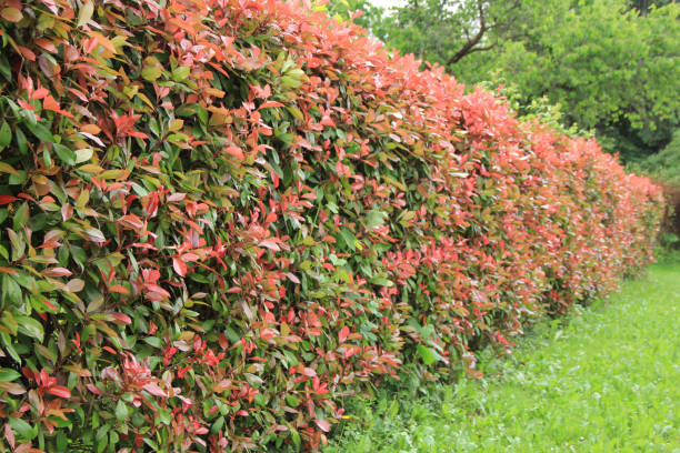 istock Red Robin Photinia bush 1264414272