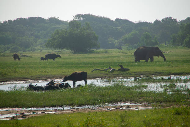 istock Animals in Sri Lanka's Yala National Park 1264415222