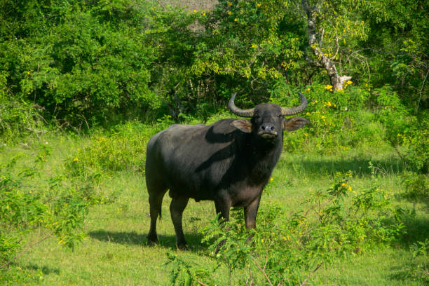 istock A water buffalo in a meadow 1264415238
