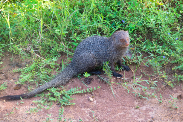 istock A Ruddy Mongoose (Herpestes smithii) in Yala National Park, Sri Lanka 1264415867