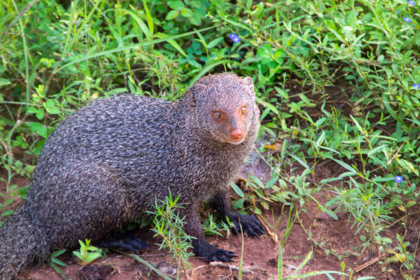 istock A Ruddy Mongoose (Herpestes smithii) in Yala National Park, Sri Lanka 1264415871