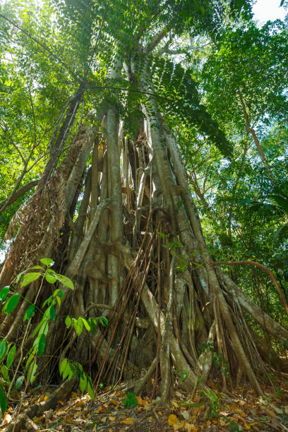 istock tree tops in the rain forrest north sulawesi, indonesia 1264416009