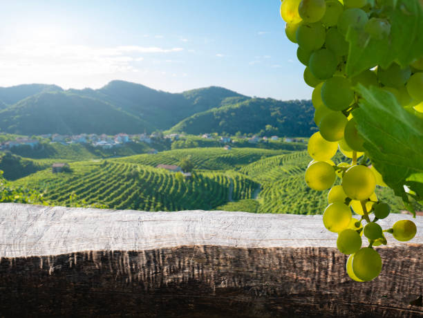 istock Wood table grape vineyard country landscape 1264416134