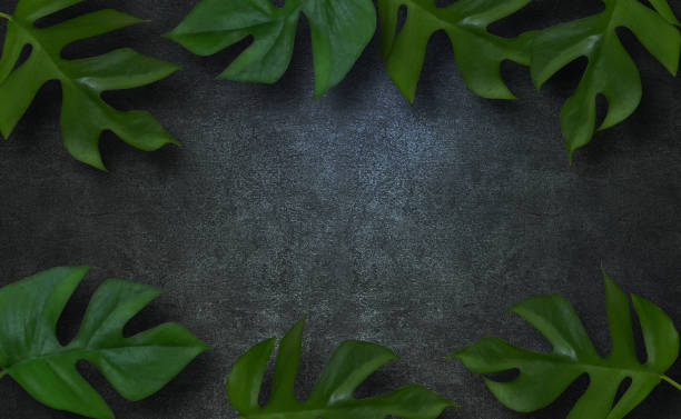 istock Monstera plant frame graphics with concrete background 1264416799