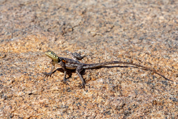 istock Namib rock agama Namibia Africa wildlife 1264417403