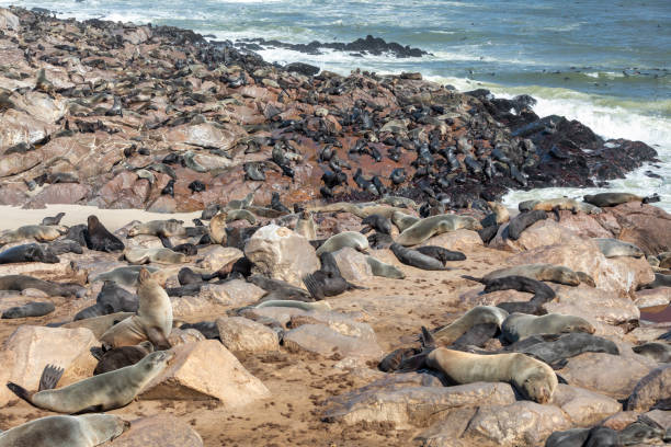 istock african carnivore brown seal in Cape Cross, Namibia 1264417407