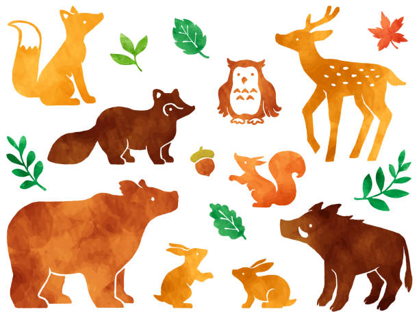 акварель стиль иллюстрации набор лесных животных и листьев - raccoon dog stock illustrations