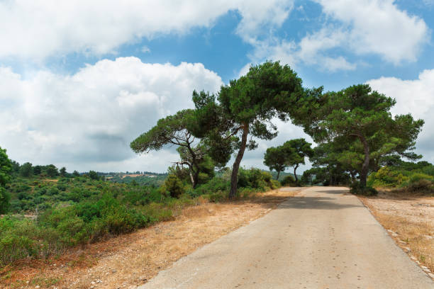 Trees and roads on Mount Carmel, Haifa