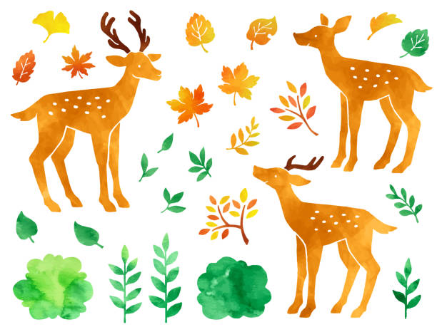 aquarell-stil-illustration-set von hirschen und verschiedenen blättern - stag deer doe cartoon stock-grafiken, -clipart, -cartoons und -symbole