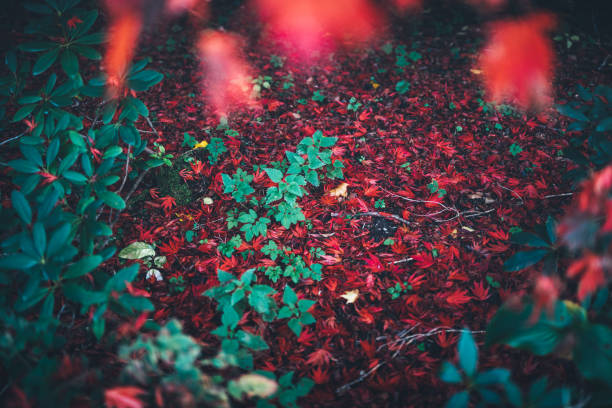 Autumn background with red maple leaves lying on the ground.