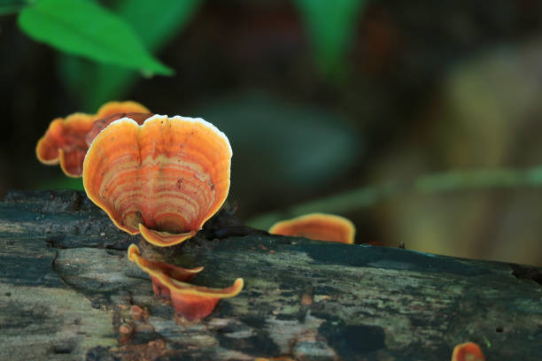 istock Orange Pycnoporus Cinnabarinus Wild Mushrooms Growing on the Dead Timber 1264425385