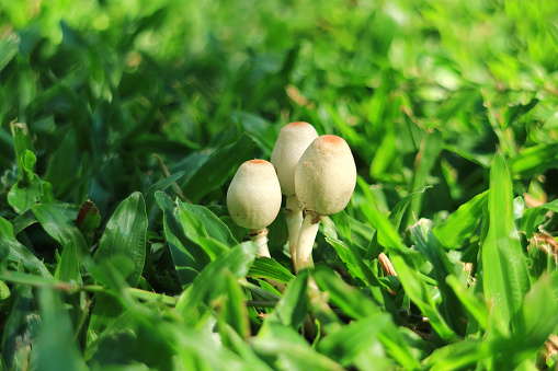 Mane Three of White Oval Shape Shaggy Mane Mushrooms Growing on the Backyard's Lawn