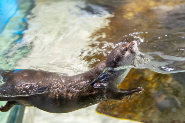 istock There's an otter swimming around 1264425587