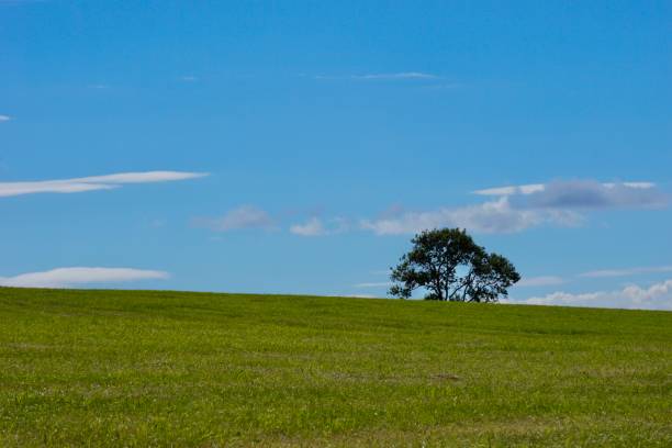 istock A lone tree in a field set against a bright blue sky 1264425832