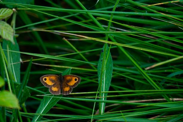 istock Butterfly basking in the sun amongst the grass 1264425846