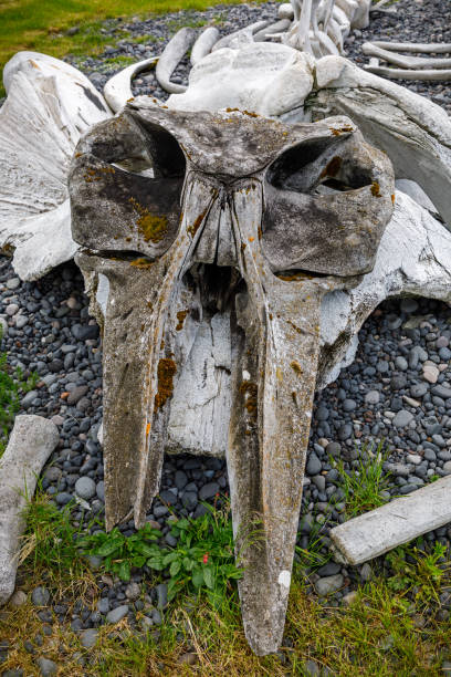 istock Skull of a sperm whale 1264429776