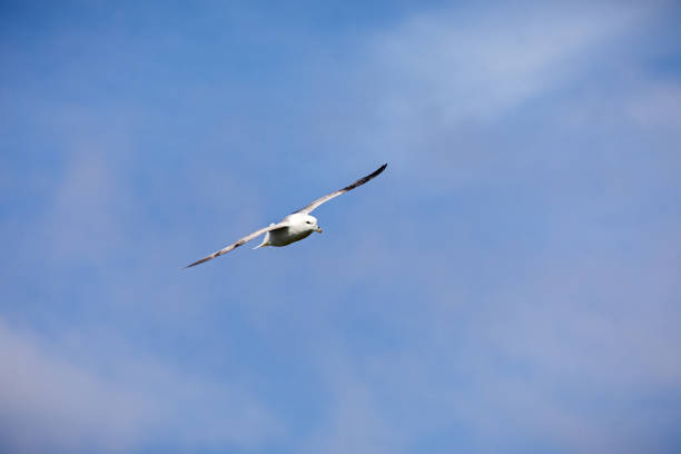 istock Flying seagull close to a bird cliff 1264429835