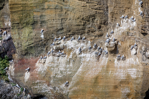 Seagulls nesting on a bird cliff at the North Atlantic Ocean at Longdrangar