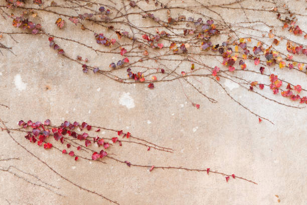 istock Red ivy leaf in autumn season on the wall. 1264430743