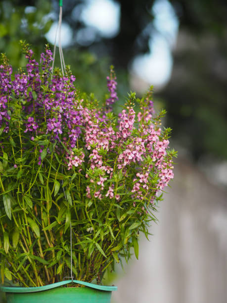 Forget me Not Angelonia goyazensis Benth, Digitalis solicariifolia name purple flower blooming in green plastic pot hanging violeta,olvídate de mí no, angelonia goyazensis benth, digitalis solicariifolia , púrpura, flor, floreciendo ,verde ,plástico, olla, colgante, naturaleza, goyazensis, púrpura, tropical, al aire libre, angelonia, verde, flor, pétalo, botánica, campo,