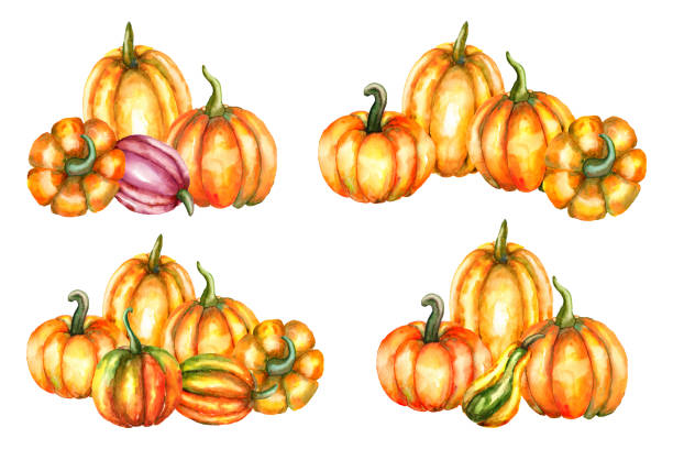 Watercolor set of hand-drawn pumpkin compositions Watercolor set of hand-drawn pumpkins for pumpkin patch, farm, market, or thanksgiving day. Stock autumn illustration isolated on a white background. pumpkin patch watercolor stock illustrations