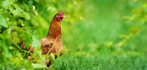 chicken in grass on a farm. Hen on a traditional free range poultry organic farm grazing on the grass with copy space or for banner.