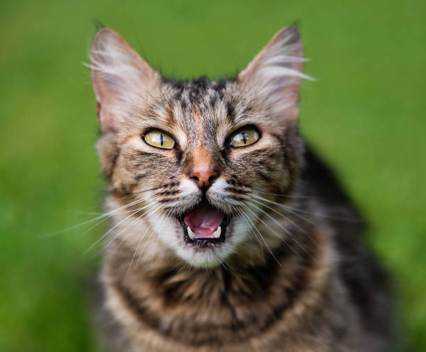 istock Funny cat looking shocked. Surprised kitten 1264431587