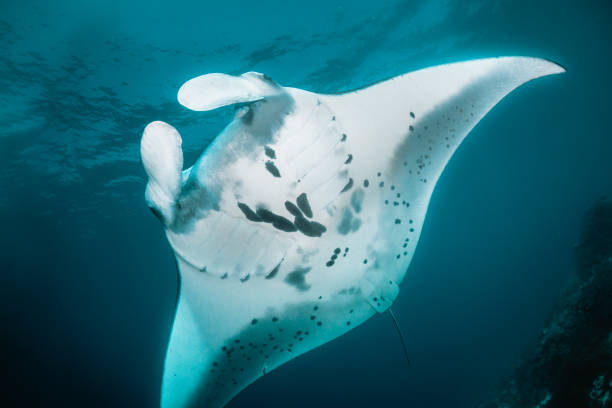 istock Manta ray swimming in clear blue water 1264432923