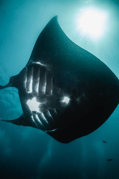 istock Manta ray swimming in clear blue water 1264432929