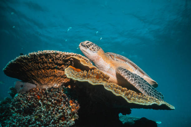 istock Turtle swimming among colorful coral reef 1264433163