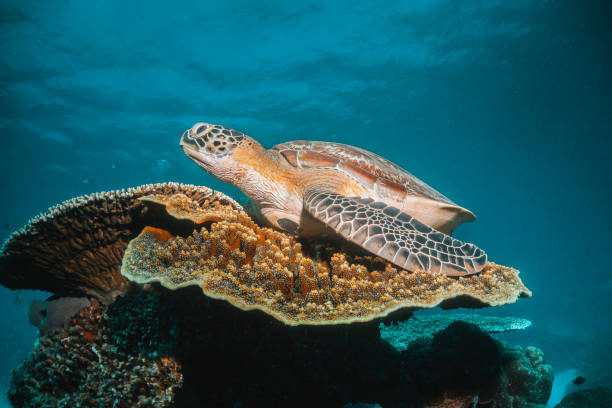 istock Turtle swimming among colorful coral reef 1264433406