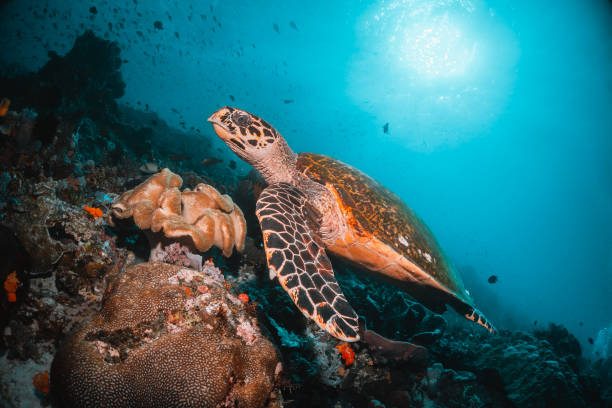 istock Turtle swimming among colorful coral reef 1264433679