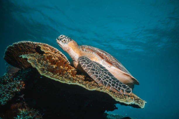 istock Turtle swimming among colorful coral reef 1264433685
