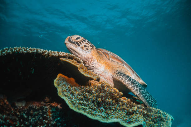 istock Turtle swimming among colorful coral reef 1264433689