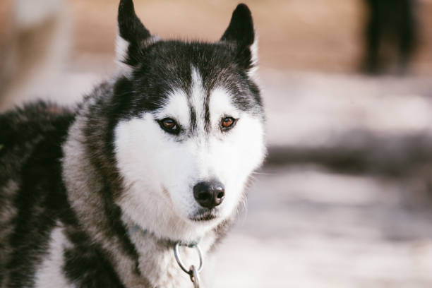 istock Huskeys of mountain ranges in victoria 1264434036