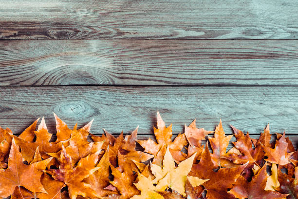 istock Background texture with old wooden table and yellow autumnal fallen maple leaves Top view Flat lay copy space Place for text Hello autumn, september, october, november, nature concept Rustic style 1264434113