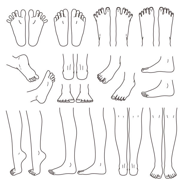 foot and leg, knee and toe foot and leg, knee and toe, outline, vector file set human leg stock illustrations