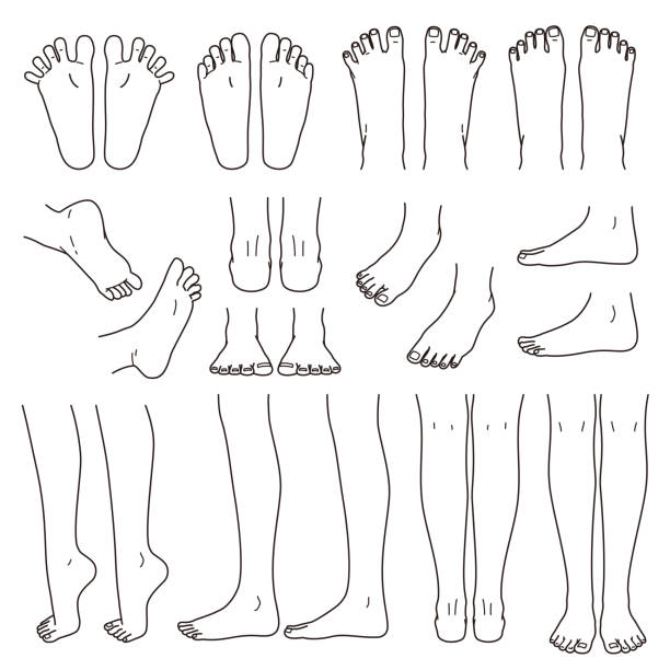 foot and leg, knee and toe foot and leg, knee and toe, outline, vector file set standing had to knee pose stock illustrations