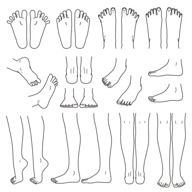 Vector illustration of foot and leg, knee and toe