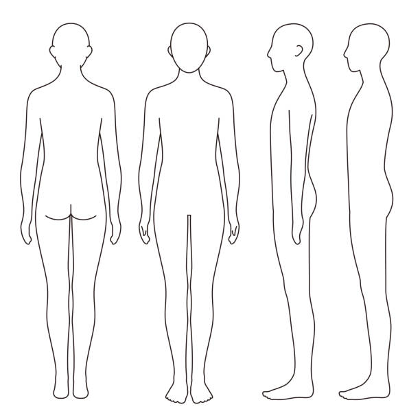 human body outline, front, back and side, vector file set human body outline, front, back and side, outline, vector file set knee to the head pose stock illustrations