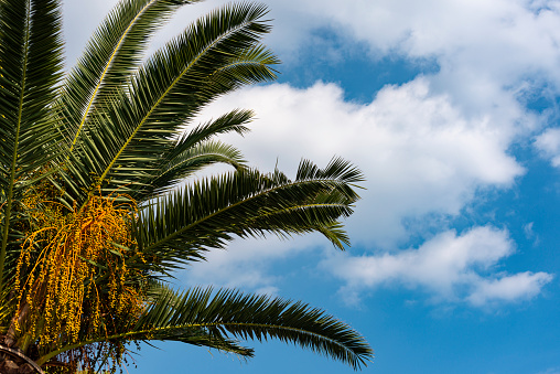 Palm leaves against the sky backgrounds.