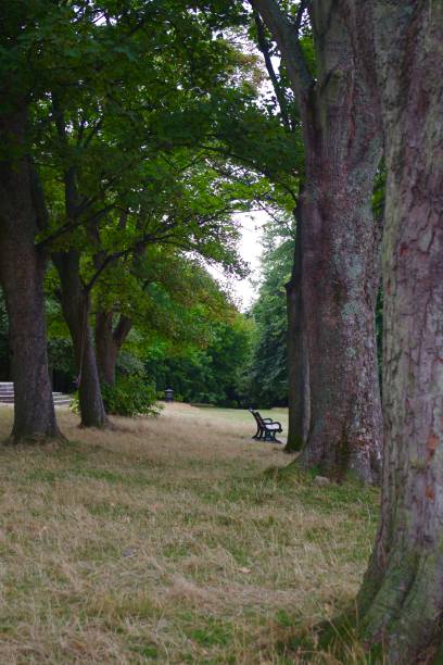 istock Park bench in lush foliage 1264436157