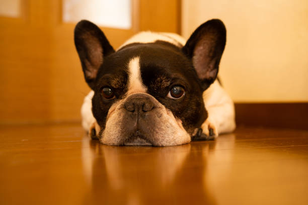 French bulldog getting ready for a nap on a cozy cold floor