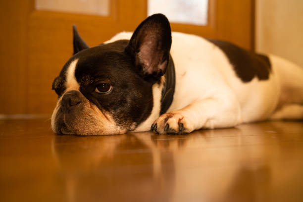 istock French bulldog getting ready for a nap on a cozy cold floor 1264436852