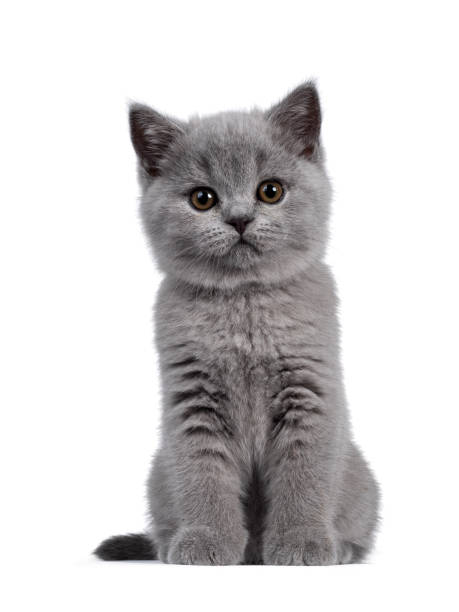 istock Blue British Shorthair kitten on white background 1264437302