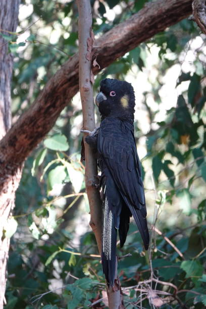 istock Yellow-tailed black cockatoo in tree 1264437908