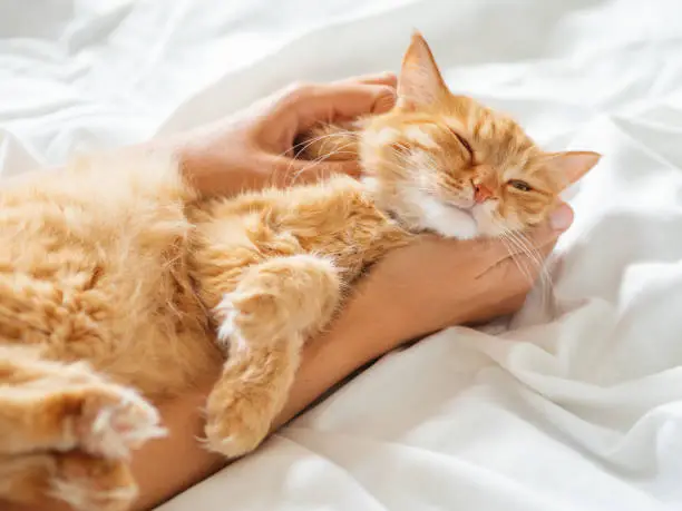 Cute ginger cat sleeps on woman's hand. Fluffy pet on unmade bed. Fuzzy domestic animal with owner in cozy home. Cat lover.