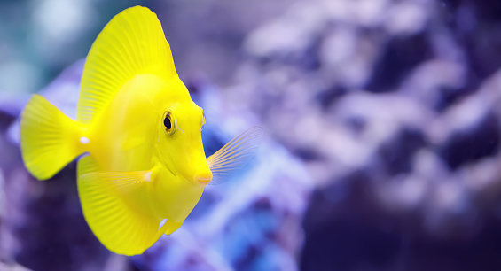 Fish, Yellow Tang