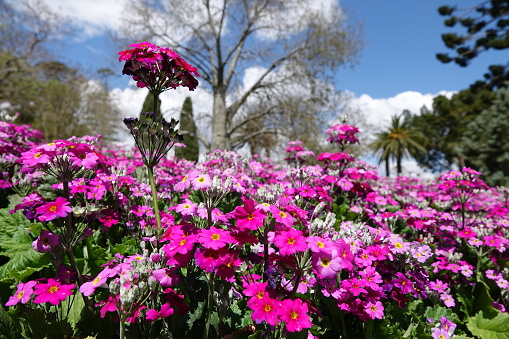 Bright purple and pink flower bed at toowoomba carnival of flowers