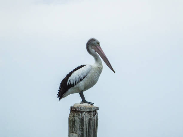Pelican portrait on wooden post